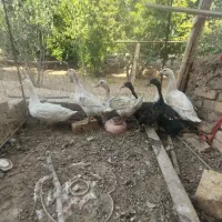 اردک