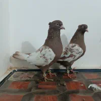 جفتگاه|پرنده|تربت جام, شاهد|دیوار