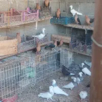 فروش کبوتر طوقی و ارشینگل در شهر جم|پرنده|جم, |دیوار