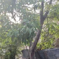 مشاوره و بازدید باغات و مزارع کشاورزی