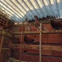 کبوتر تک پر پرشی|پرنده|بندر ترکمن, |دیوار