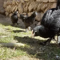 جوجه برهما، مرندی، لاری،گلین لری|حیوانات مزرعه|تهران, گیشا|دیوار