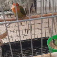 طوطی برزیلی یک جفت