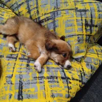 توله سگ کوچولو