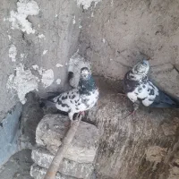 خال آبی