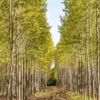 توزیع نهال کبوده دومتری اصلاح شده مقاوم|خدمات باغبانی و درختکاری|دوگنبدان, |دیوار