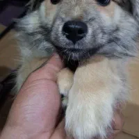 واگذاری|سگ|بندرعباس, |دیوار