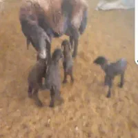 میش گوسفند همو ۴ قلو زا با ۴ بره