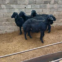 بره قره قزل