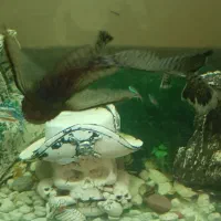 کت فیش سوپر باله پوزه بوته ای