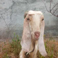 شاه بز پاکستانی