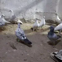 گوره پلاکی نرماده|پرنده|دزفول, |دیوار