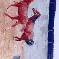 اسب و کره اسب