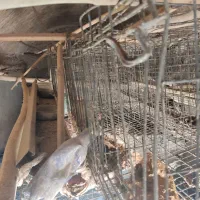 قفس مرغ تخمگذار منبری|لوازم جانبی حیوانات|تفت, |دیوار