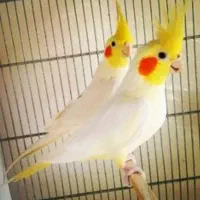 قیمت عروس هلندی ۲۰۰۰۰۰۰