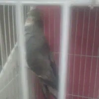 پرنده عروس هلندی|پرنده|چناران, |دیوار