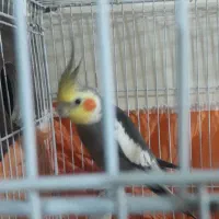 عروس‌هلندی‌وگرینچیک|پرنده|سبزوار, زینبیه|دیوار