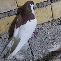 پرنده|پرنده|خرمشهر, |دیوار