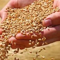 گندم