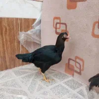 خروس|حیوانات مزرعه|تربت‌حیدریه, رباط سفلی|دیوار