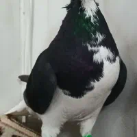 امری سیا نر یقه بسته هوایی|پرنده|بردسکن, |دیوار