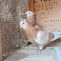 کفتر پرشی