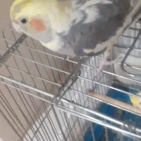 عروس هلندی ماده.باهوش.گاز نمیگیره