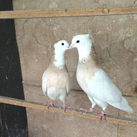 کبوتر زردی،طوقی