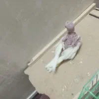 جوجه عروس لوتینو|پرنده|اهواز, کوی جانبازان(دانش)|دیوار