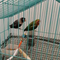 دو عدد طوطی برزیلی|پرنده|قرچک, شهرک گلها|دیوار