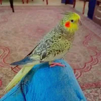 عروس هلندی ماده