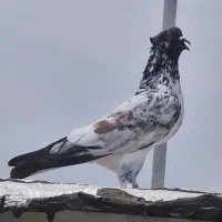 تعداد 6 عدد کبوتر