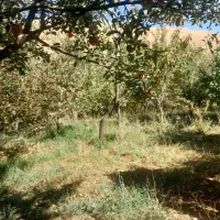 فروش-باغ-بار-ده-وجوان