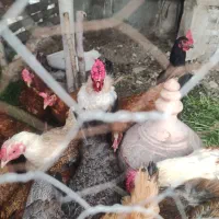 فروش دوعدد خروس خوب و دوعدد مرغ به علت کمبود جا