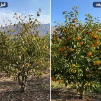 خرمالوی باغت چرا درشت و بازارپسند نمی‌شه