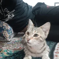 گربه کاملا اهلی وخونگی|گربه|گرگان, |دیوار