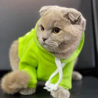 الو دامپزشک|خدمات آرایشگری و زیبایی|رشت, گلباغ نماز|دیوار