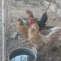 تخمه مرغ|حیوانات مزرعه|اصفهان, میرعماد|دیوار