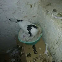 کفتر خال نر