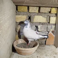 کفتر ساعت بالا