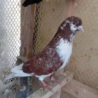 سیاه ماده  خال قرمز ماده.  سیاه نر. گرگی نر