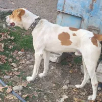 توله خراسانی