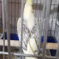 عروس هلندی|پرنده|سقز, |دیوار