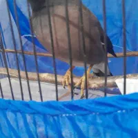 پرنده مرغ مینا