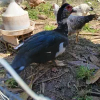 فروش فوری فوری فوری اردک خارجی