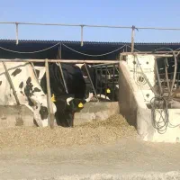 کارگرشیردوش گاوداری و راننده فیدر