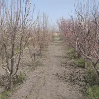 باغچه ۱۴۵۰ متری