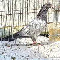 طوقی سفید بیزککیل و تیدی نر و چهار جوجه|پرنده|اردبیل, |دیوار