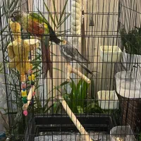 گرینچیک و عروس هلندی