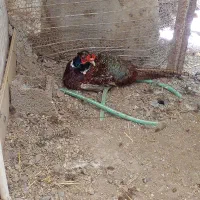 خروس وحشی|حیوانات مزرعه|نوشهر, |دیوار